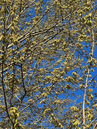 New leaves unfurl against a brilliant spring sky.
